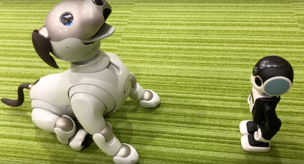 【アイボとあそぶ vol.2】シャープ「ロボホン」の言うことを聞くソニー「aibo」