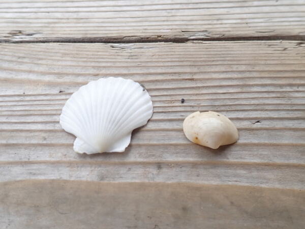 東大生産研と九工大、自律型海中ロボット「Tuna-Sand2」を初公開　海中の生物を全自動でサンプリング