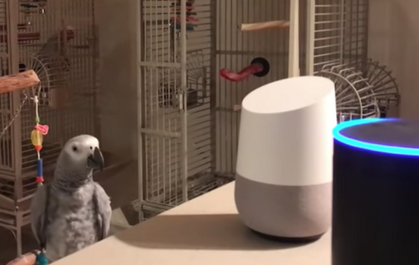 鳥さん、アマゾンエコーを使いこなす　なんだか未来