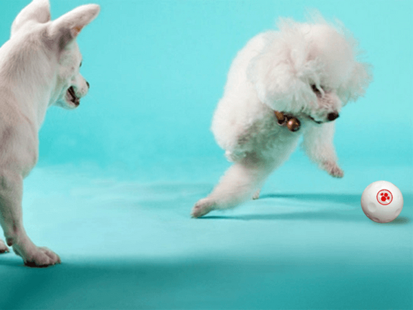 ペット向け人工知能ロボットボール「COCOMI」、Makuakeで資金調達中！ 1400%超えの大人気