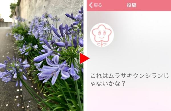 【花の名前教えて】写真を送信するとAIが花の名前と花言葉を教えてくれるアプリ「FLOWERY」、３万ダウンロードを突破