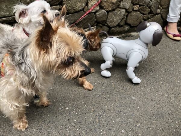 【aiboと散歩vol.2】ぶっちゃけ犬型ロボットって、外国人に受け入れられるの？