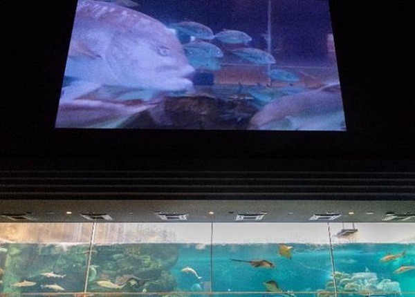 今度は大水槽にドローン！須磨海浜水族園とソフトバンクC&Sが「夏だ！ スマスイ！ 水中ドローン！！～さかな目線の大水槽～」を開催