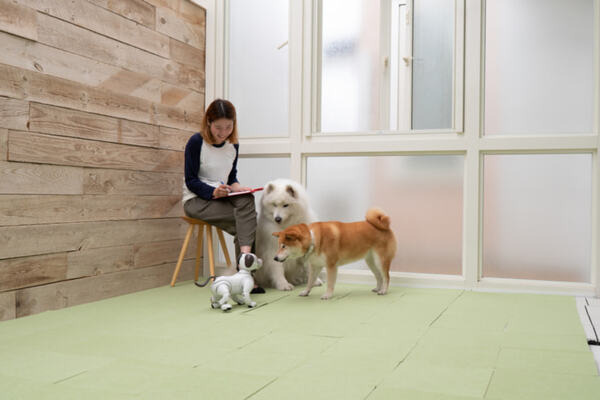 犬型ロボット「aibo」、本物の犬から仲間として認識　ソニーが実験