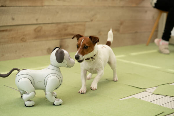 犬型ロボット「aibo」、本物の犬から仲間として認識　ソニーが実験