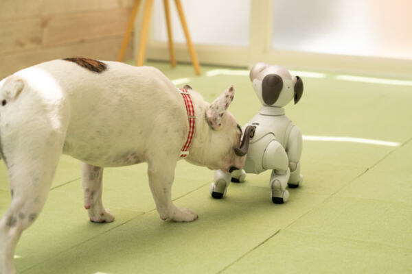 犬型ロボット「aibo」、本物の犬から仲間として認識　ソニーが実験