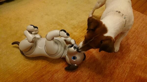 犬型ロボット「aibo」、本物の犬から仲間として認識　ソニーが実験