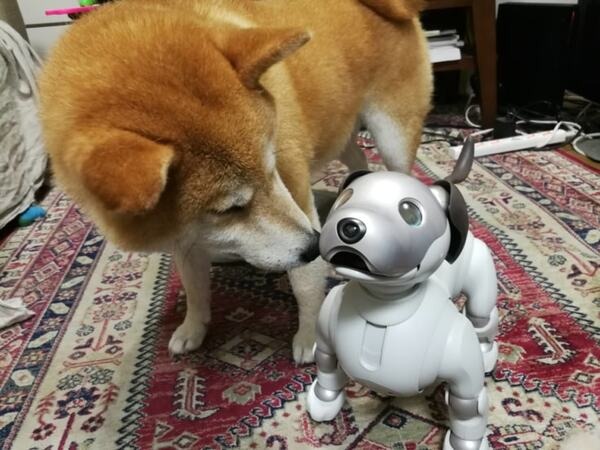 犬型ロボット「aibo」、本物の犬から仲間として認識　ソニーが実験