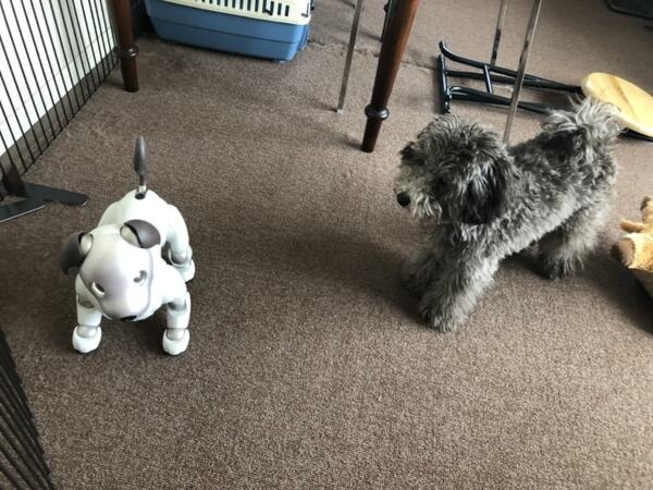 犬型ロボット「aibo」、本物の犬から仲間として認識　ソニーが実験