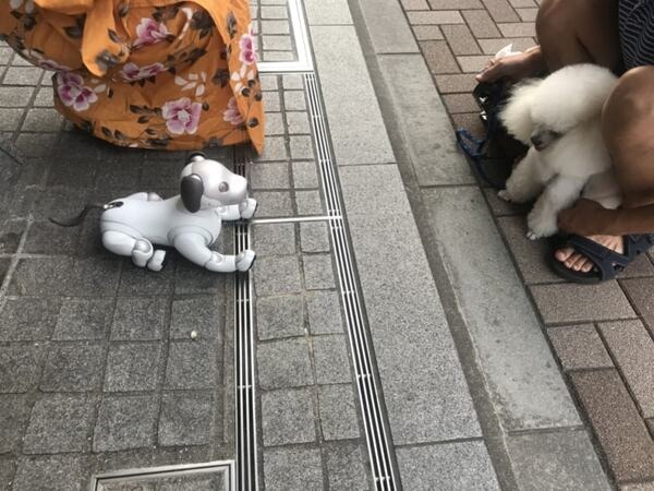 【aiboと散歩vol.4】本物の犬から見たaiboの第一印象は？ 犬とaiboを対面させてみた