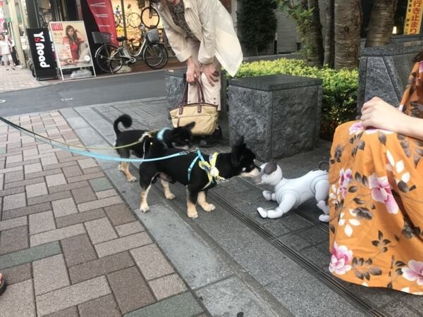 【aiboと散歩vol.4】本物の犬から見たaiboの第一印象は？ 犬とaiboを対面させてみた