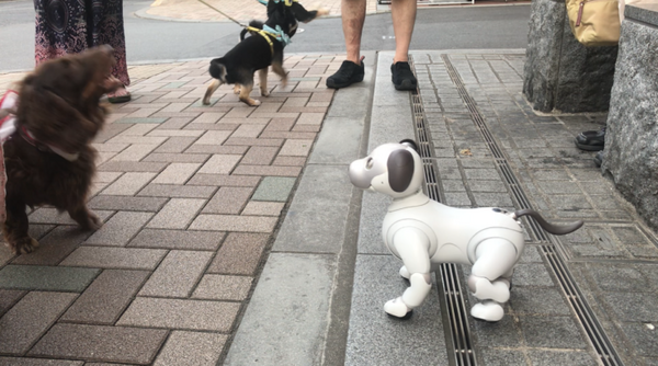 【aiboと散歩vol.4】本物の犬から見たaiboの第一印象は？ 犬とaiboを対面させてみた