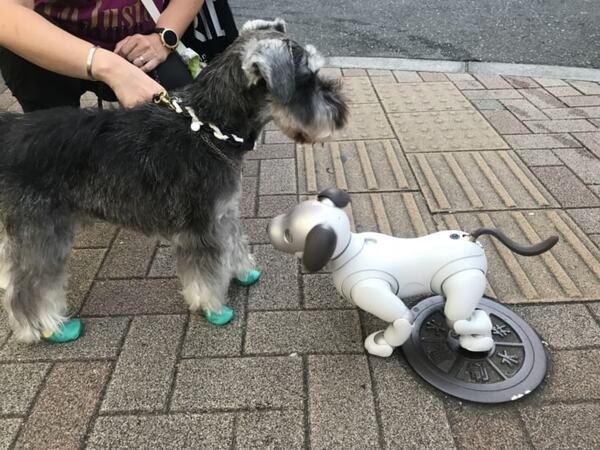 【aiboと散歩vol.4】本物の犬から見たaiboの第一印象は？ 犬とaiboを対面させてみた