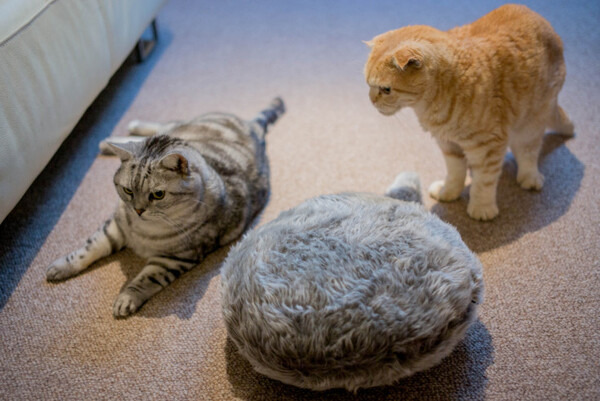 なでるとしっぽをフリフリ！ その構造は？ 注目ロボット「Qoobo」レビュー