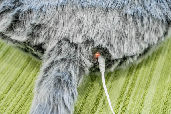 なでるとしっぽをフリフリ！ その構造は？ 注目ロボット「Qoobo」レビュー