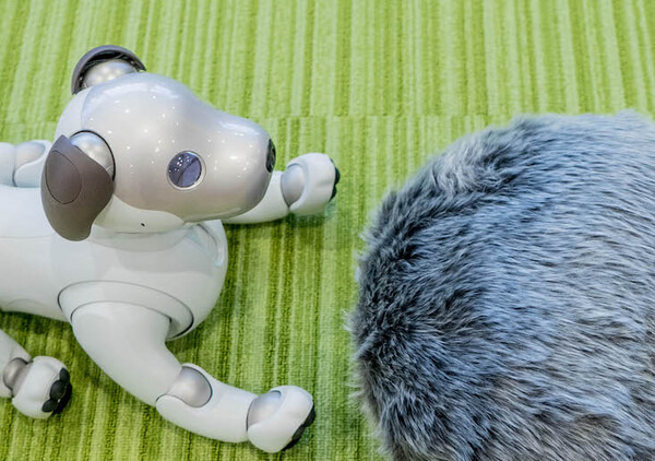 なでるとしっぽをフリフリ！ その構造は？ 注目ロボット「Qoobo」レビュー