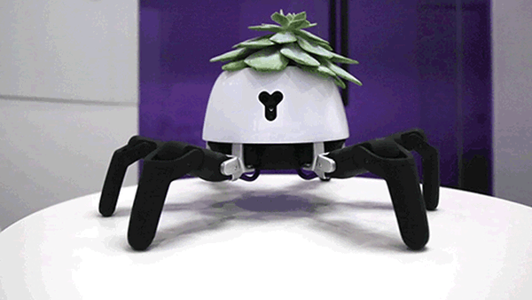 プログラミングができるクモ型ロボット「HEXA」、Kibidangoにて資金調達開始　目標額は520万円