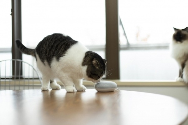 ついに猫のためのGoogleアシスタント対応アプリが登場！「ねこまねき」