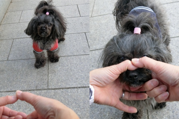 aiboのスヌートチャレンジがスタート！ 全オーナーでaiboを成長させよう！