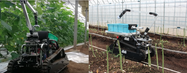 inahoの野菜収穫ロボット、リリース直前の最新動画を公開、収穫時間が半減、スリム化、積載量は10倍