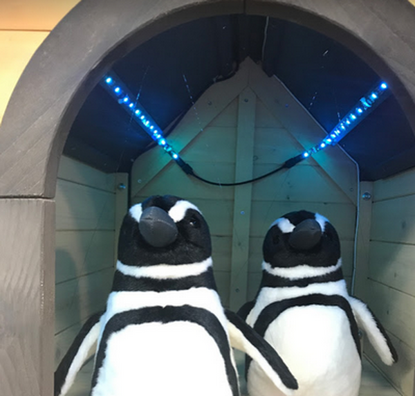 羽をパタパタ、須磨水族園のペンギン型ＡＩ解説ロボットが夏休みに帰ってくる！試験運用でわかった課題とその対策とは