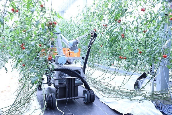 AI×自動走行型アームロボット「トマト自動収穫ロボット」の実証実験をビニールハウスで開始　スマートロボティクス