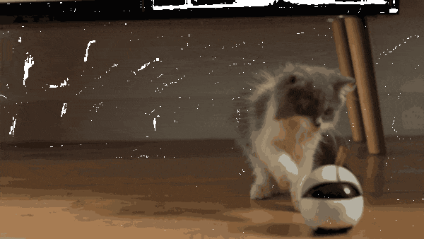 全米でヒットした猫用のスマートロボ「Ebo」(イーボ)が上陸　makuakeで先行発売　AI搭載のPro版も