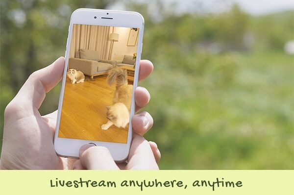 全米でヒットした猫用のスマートロボ「Ebo」(イーボ)が上陸　makuakeで先行発売　AI搭載のPro版も