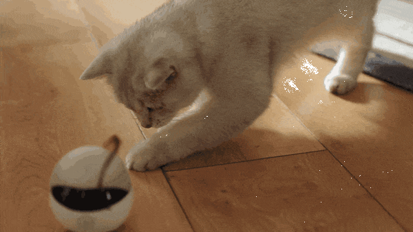 全米でヒットした猫用のスマートロボ「Ebo」(イーボ)が上陸　makuakeで先行発売　AI搭載のPro版も