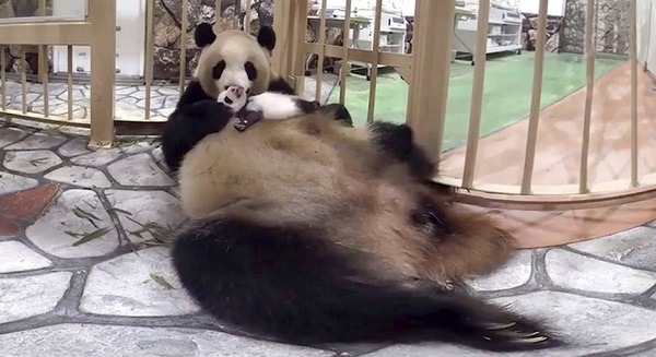 新型コロナ対策で遊びに行けない障害支援施設の子供達へVR動物園を配信　ジョリーグッドとアドベンチャーワールドが無償提供