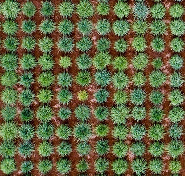 ドローンとAIによる「スマート育種評価法」を開発　2時間の作業がわずか5分に　農研機構とバンダイナムコ研究所