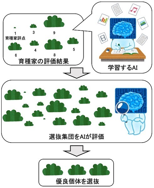ドローンとAIによる「スマート育種評価法」を開発　2時間の作業がわずか5分に　農研機構とバンダイナムコ研究所