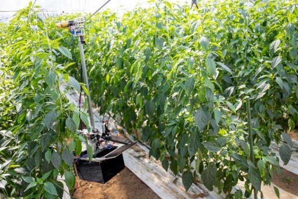 【スマート農業】AIを活用した「自動収穫ロボット」の開発と社会実装を支援　つくば市未来共創プロジェクト