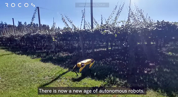 ボストンダイナミクスの「SPOT」を農業や牧場で活用　Rocosのロボット操作プラットフォームでスキルを向上中