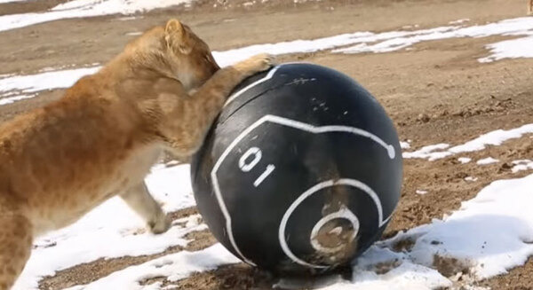 BB-8のSpheroが「危険な仕事」に就くロボットの新会社「Company Six」を設立　警察、消防、救急、防衛などにフォーカス