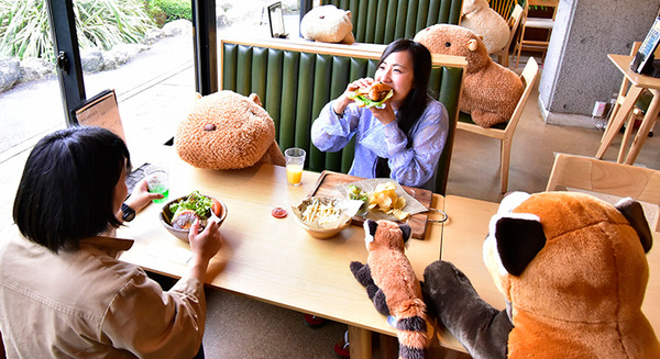カピバラやレッサーパンダとの相席でソーシャルディスタンス、離れる目安はカピバラ2頭分で！伊豆シャボテン動物公園