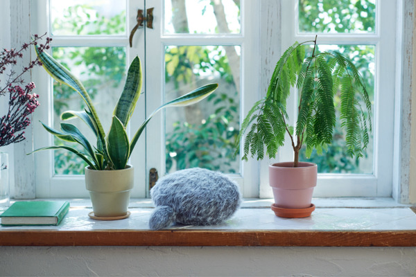 小さなしっぽロボット「Petit Qoobo」(プチ・クーボ) 予約販売の受付開始！音に反応し、耳を当てると鼓動を感じる生きもの感