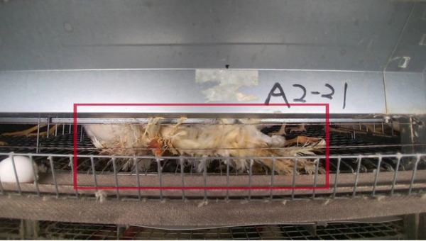 ロボットが採卵鶏舎内を自律巡回し死亡鶏を早期発見 検出率は93%「自律走行型ケージ監視システム」センシンと大豊産業が共同開発