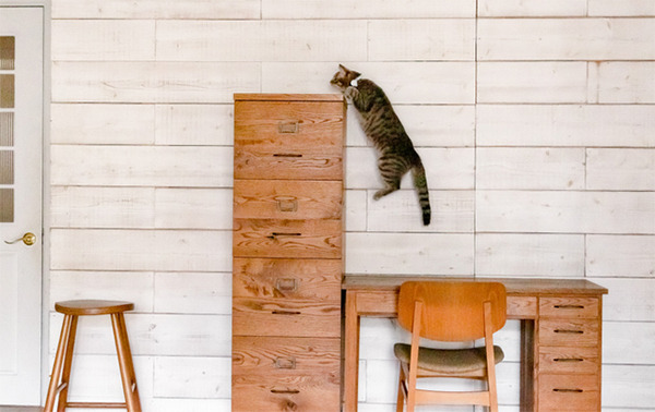 動物病院がつくった犬猫ペット用 IoT活動量計「プラスサイクル」新モデル発表　負担の少ないデザイン　データ同期等のアプリ改善も