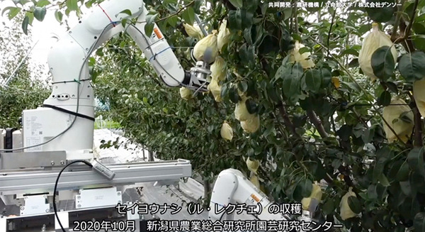 自律式の果実収穫AIロボットのプロトタイプを発表　人とほぼ同じ速さでリンゴなど果実を収穫　農研機構/デンソー/立命館が開発