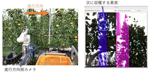 自律式の果実収穫AIロボットのプロトタイプを発表　人とほぼ同じ速さでリンゴなど果実を収穫　農研機構/デンソー/立命館が開発