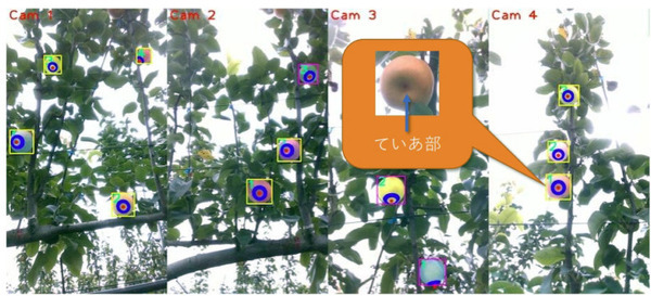 自律式の果実収穫AIロボットのプロトタイプを発表　人とほぼ同じ速さでリンゴなど果実を収穫　農研機構/デンソー/立命館が開発