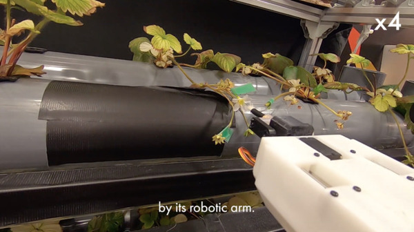 イチゴ栽培をロボットで完全自動化　HarvestXがANRIや東大IPC、メルペイ等から総額5000万円を資金調達【スマート農業】