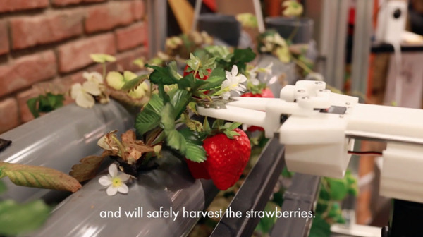 イチゴ栽培をロボットで完全自動化　HarvestXがANRIや東大IPC、メルペイ等から総額5000万円を資金調達【スマート農業】