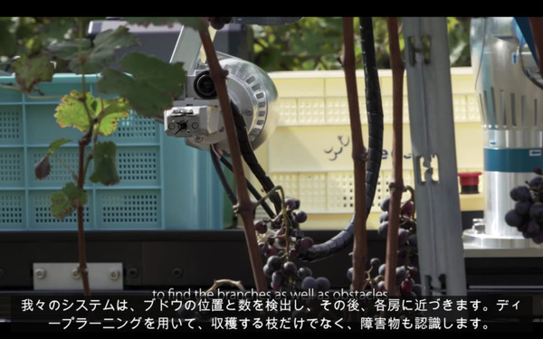 ヤマハ発動機が「ぶどう収穫AGV」の動画を公開　長野県で無人の農業向け自動運転車両の開発が進む　90%の精度で検出