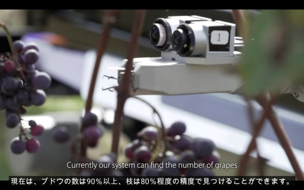 ヤマハ発動機が「ぶどう収穫AGV」の動画を公開　長野県で無人の農業向け自動運転車両の開発が進む　90%の精度で検出