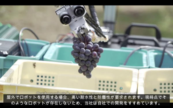 ヤマハ発動機が「ぶどう収穫AGV」の動画を公開　長野県で無人の農業向け自動運転車両の開発が進む　90%の精度で検出