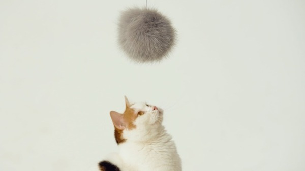 NTTドコモの猫型ドローン「にゃろーん」動画を公開　猫心をつかんで離さない技術と魅力を解説　#猫の日