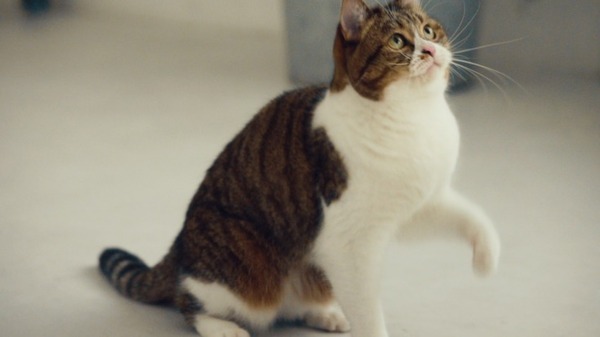 NTTドコモの猫型ドローン「にゃろーん」動画を公開　猫心をつかんで離さない技術と魅力を解説　#猫の日