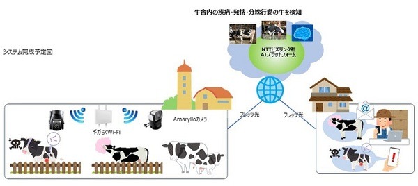 酪農にスマートICT、IoTカメラが牛を見守りAIが分析　巡回の省力化/牛の健康管理に働き方改革　神奈川県でNTT東日本ら